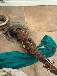 Tree Roots in Drain